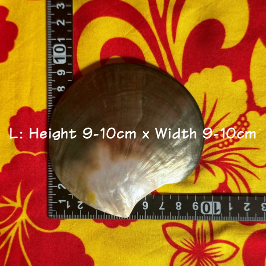 黒蝶貝 扇形 3サイズ展開 MOP ブラックパール シェル 穴あり