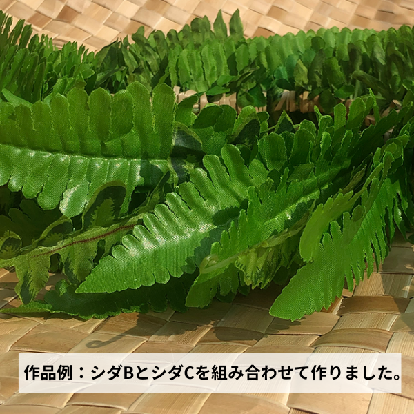シダ-B