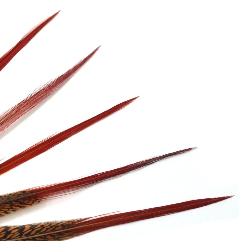 キンケイ 錦鶏 ロングフェザー 5サイズ展開