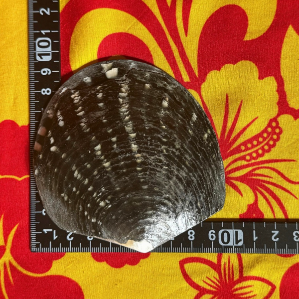 MAHANA SHOP タヒチ産　黒蝶貝　シェルパーツ