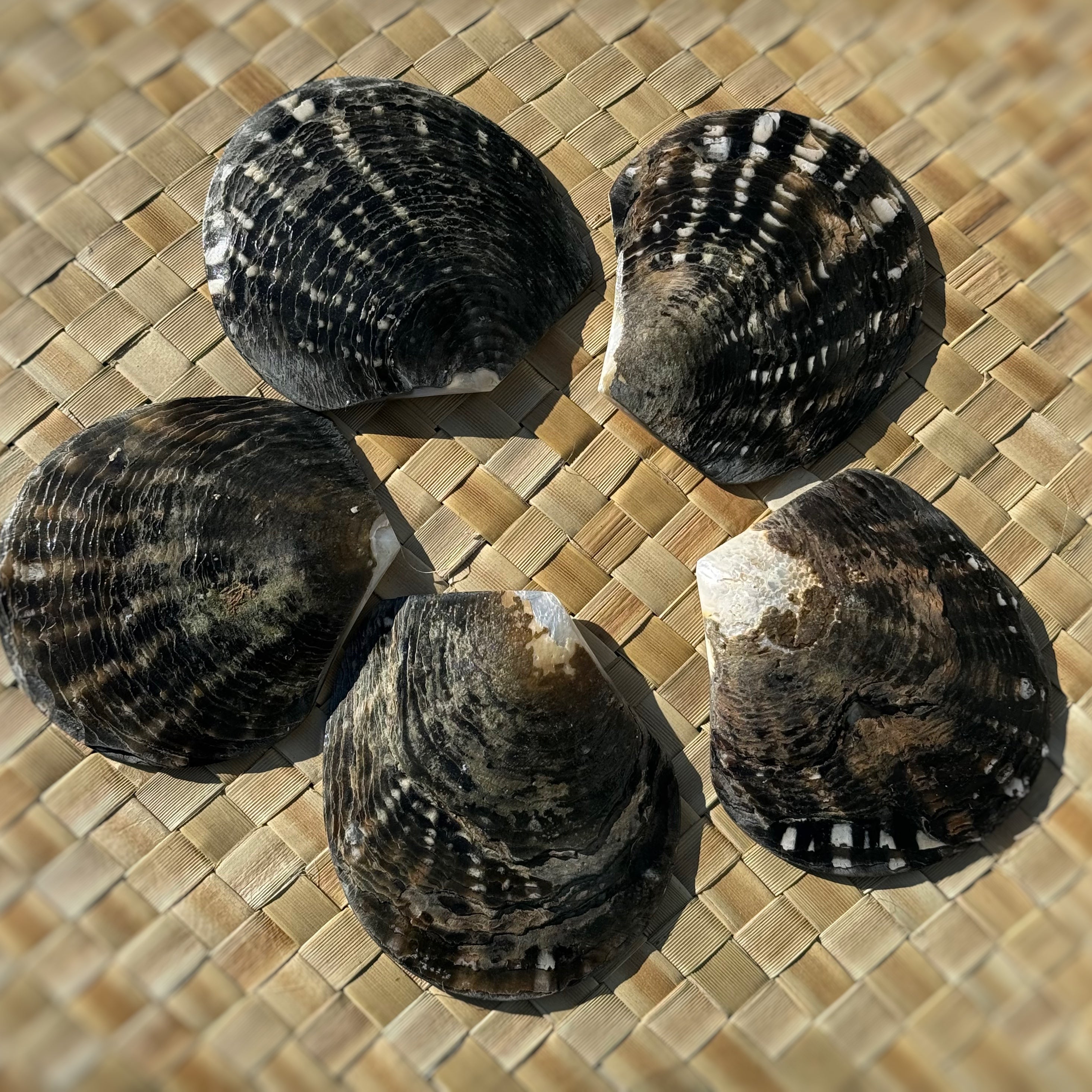 カスタムパーツ タヒチアンダンス衣装作りを簡単に取り組める材料