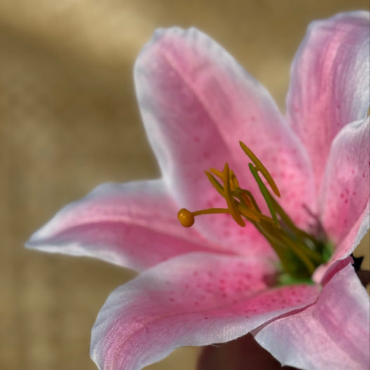 タヒチアンダンス衣装 hipbelt ヒップベルト ティーリーフ タヒチアン MAHANA SHOP