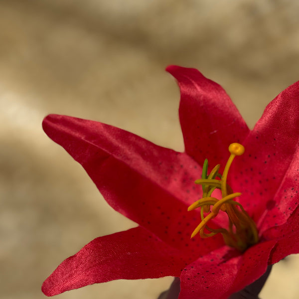 タヒチアンダンス衣装 hipbelt ヒップベルト ティーリーフ タヒチアン MAHANA SHOP