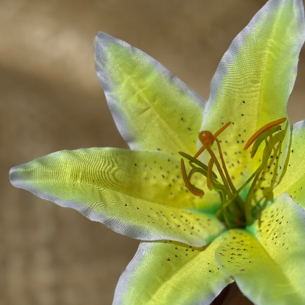 タヒチアンダンス衣装 hipbelt ヒップベルト ティーリーフ タヒチアン MAHANA SHOP