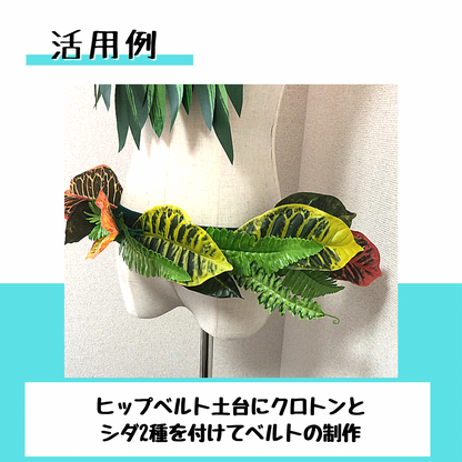 シダ-C