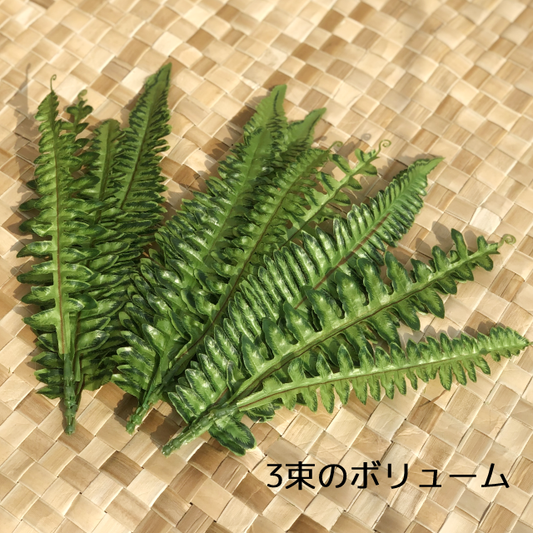 シダ-B