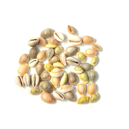 カウリーシェル <BR>バラパーツ50g　穴無し