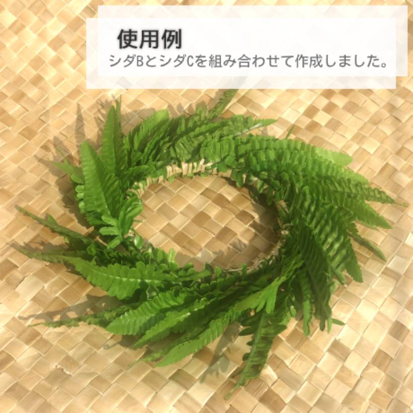シダ-C